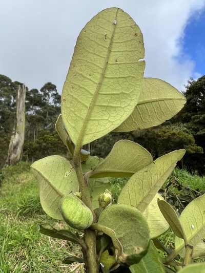 Ilex nervosa, photographed by Nicolás Baresch Uribe
