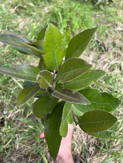 Ilex nervosa, photographed by Nicolás Baresch Uribe