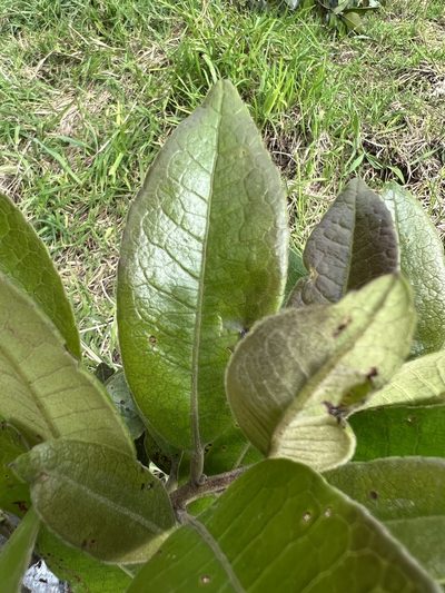 Ilex nervosa, photographed by Nicolás Baresch Uribe