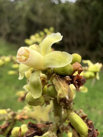 Ruagea pubescens, photographed by Nicolás Baresch Uribe