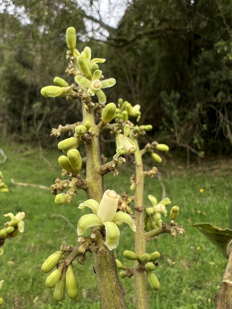 Ruagea pubescens, photographed by Nicolás Baresch Uribe