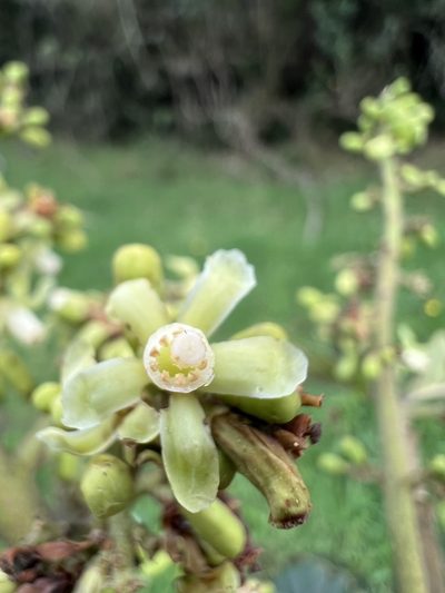 Ruagea pubescens, photographed by Nicolás Baresch Uribe