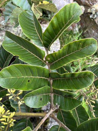Ruagea pubescens, photographed by Nicolás Baresch Uribe