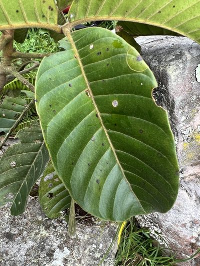 Ruagea pubescens, photographed by Nicolás Baresch Uribe