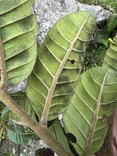 Ruagea pubescens, photographed by Nicolás Baresch Uribe