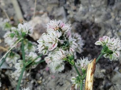 Eriogonum deflexum, photographed by Tyler Bishop