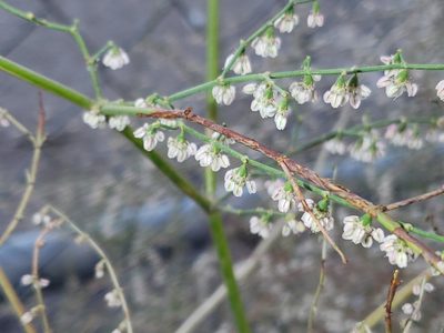 Eriogonum deflexum, photographed by Tyler Bishop
