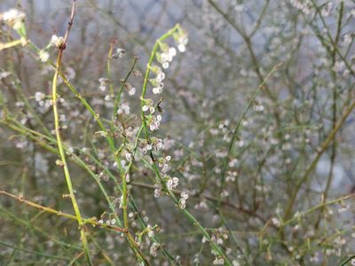 Eriogonum deflexum, photographed by Tyler Bishop