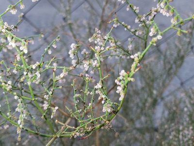 Eriogonum deflexum, photographed by Tyler Bishop