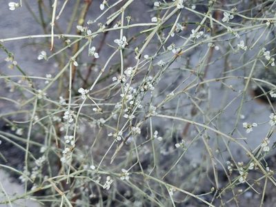 Eriogonum deflexum, photographed by Tyler Bishop