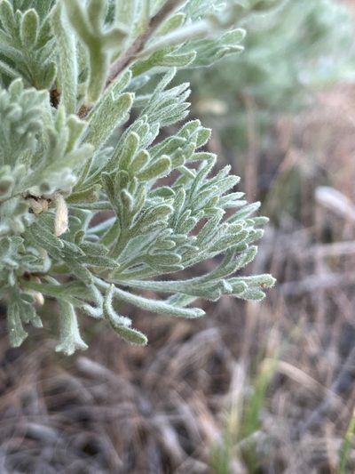 Artemisia papposa, photographed by Mark Pollock