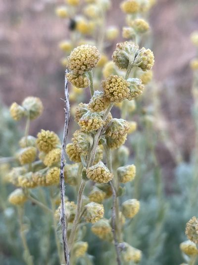 Artemisia papposa, photographed by Mark Pollock
