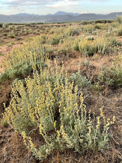 Artemisia papposa, photographed by Mark Pollock