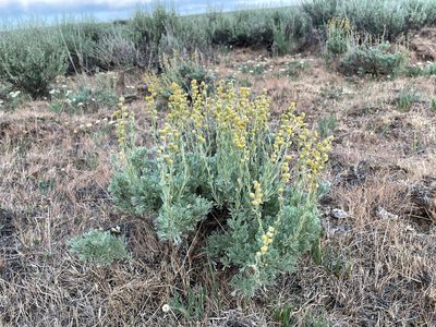 Artemisia papposa, photographed by Mark Pollock