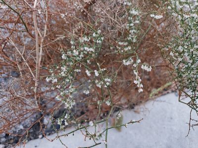 Eriogonum deflexum, photographed by Tyler Bishop