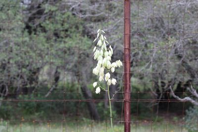 Yucca constricta, photographed by Brooke Smith