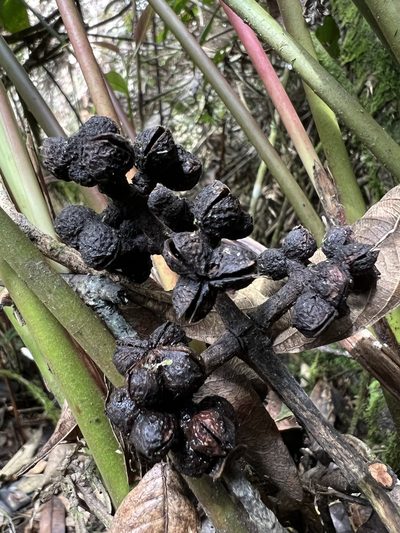 Zanthoxylum quinduense, photographed by Nicolás Baresch Uribe