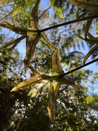 Panopsis suaveolens, photographed by Nicolás Baresch Uribe