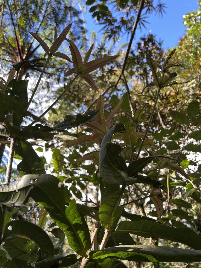 Panopsis suaveolens, photographed by Nicolás Baresch Uribe