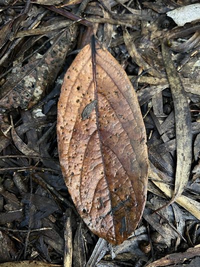Ocotea pedicellata, photographed by Nicolás Baresch Uribe