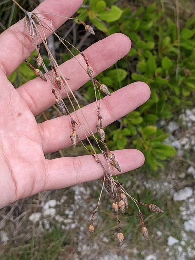 Fimbristylis spadicea, photographed by Alison Northup