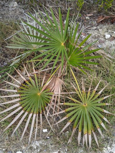 Coccothrinax argentata, photographed by Alison Northup