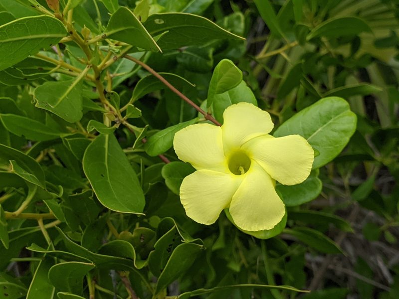 Pentalinon luteum, photographed by Alison Northup