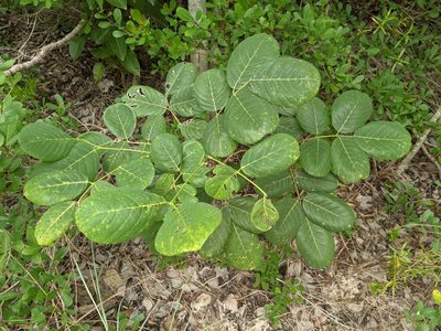 Piscidia piscipula, photographed by Alison Northup