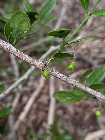 Crossopetalum rhacoma, photographed by Alison Northup