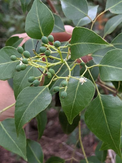 Amyris elemifera, photographed by Alison Northup