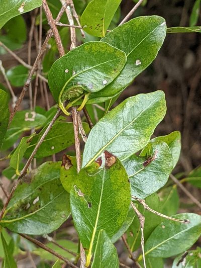 Mosiera longipes, photographed by Alison Northup