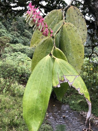 Cavendishia grandifolia, photographed by Skjold Søndergaard