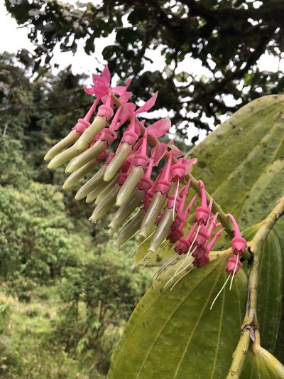 Cavendishia grandifolia, photographed by Skjold Søndergaard