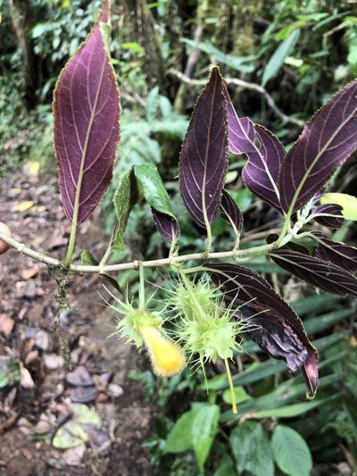 Glossoloma purpureum, photographed by Skjold Søndergaard
