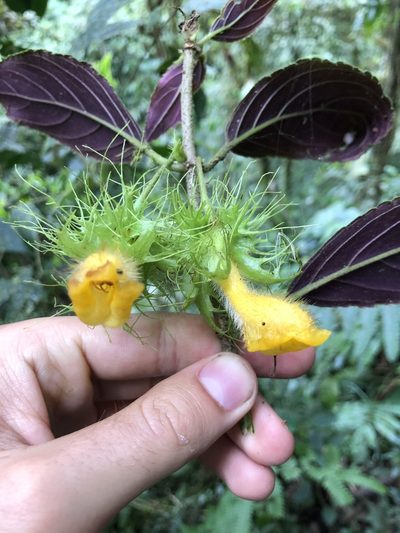 Glossoloma purpureum, photographed by Skjold Søndergaard