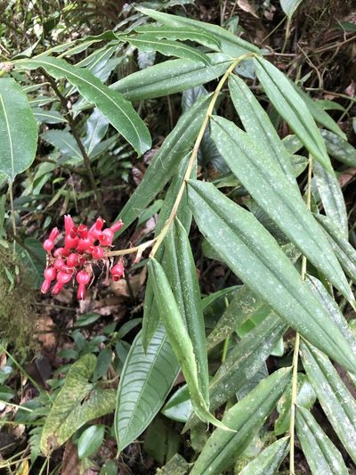 Renealmia sessilifolia, photographed by Skjold Søndergaard