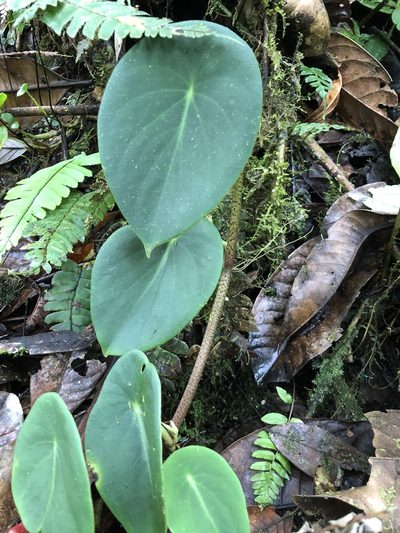 Peperomia choroniana, photographed by Skjold Søndergaard