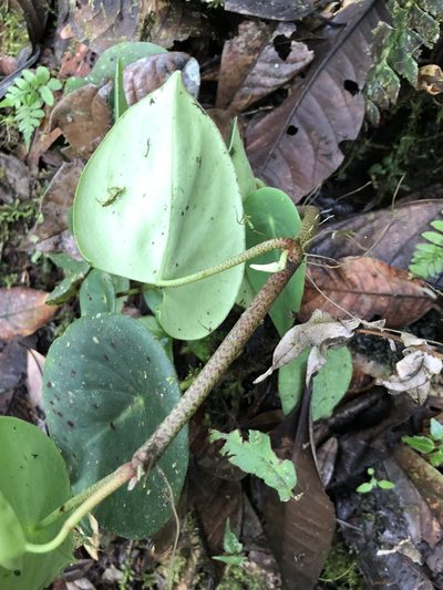 Peperomia choroniana, photographed by Skjold Søndergaard