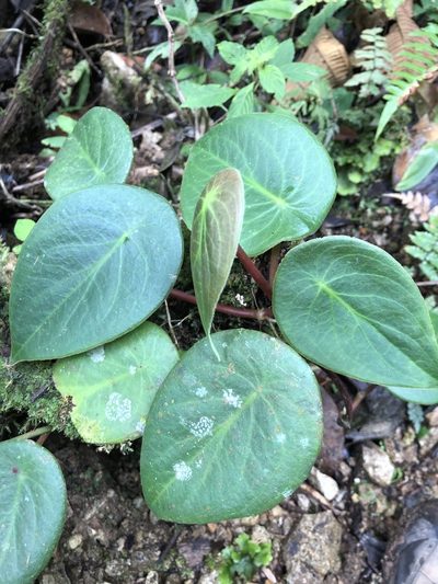 Peperomia choroniana, photographed by Skjold Søndergaard