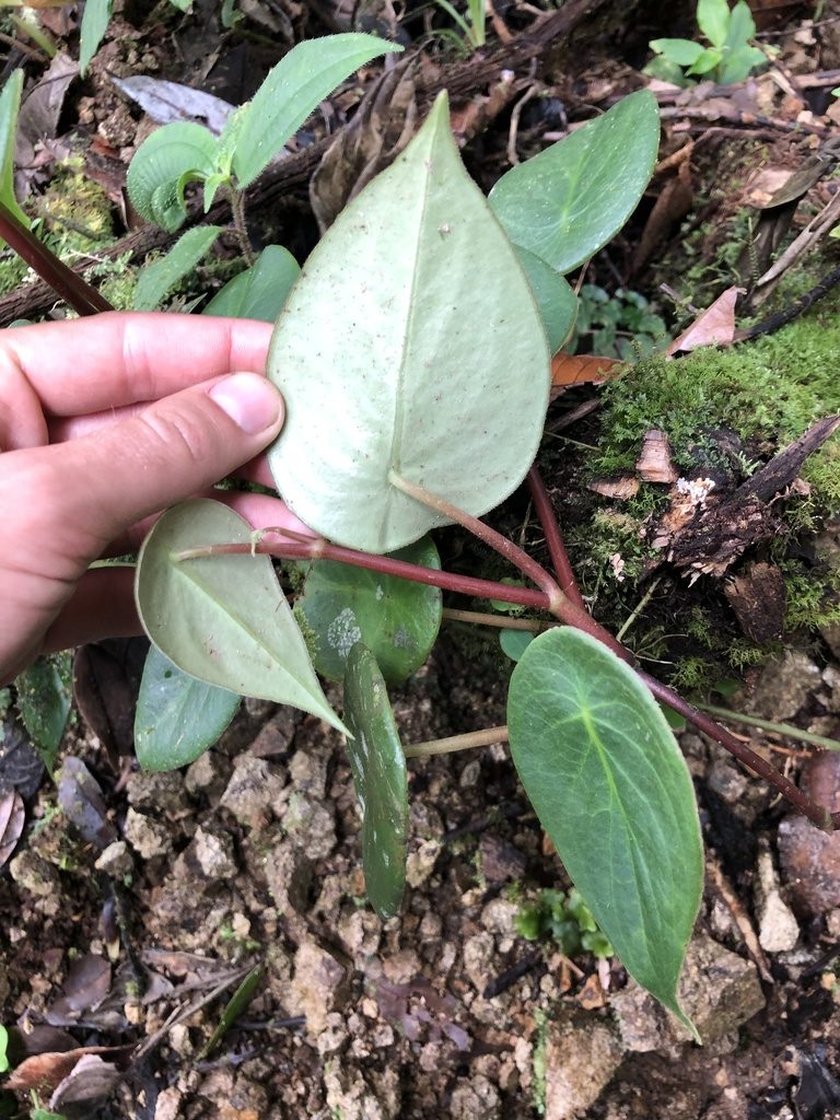 Peperomia choroniana, photographed by Skjold Søndergaard