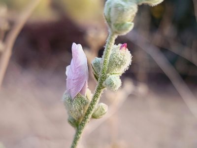 Malacothamnus orbiculatus, photographed by Daniel S.