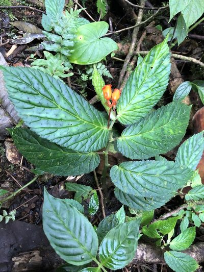 Begonia longirostris, photographed by Skjold Søndergaard
