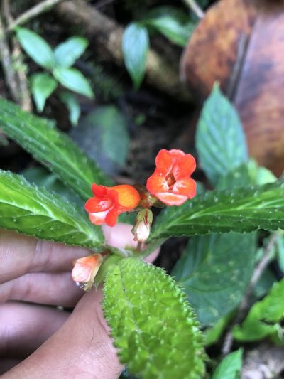 Begonia longirostris, photographed by Skjold Søndergaard