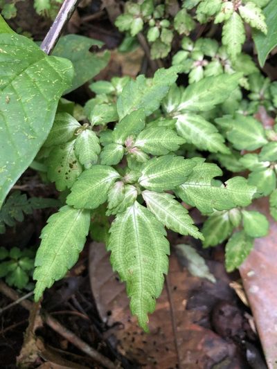 Pilea diversifolia, photographed by Skjold Søndergaard