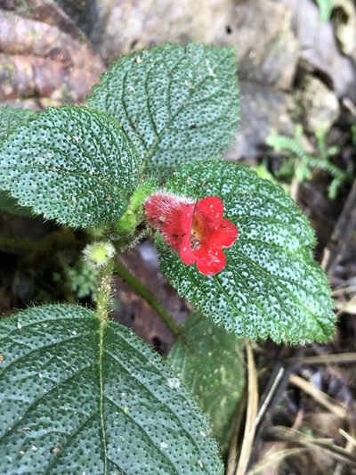 Kohleria villosa, photographed by Skjold Søndergaard