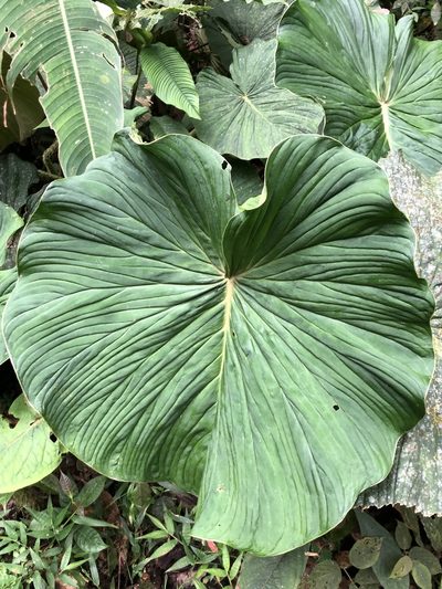Philodendron gualeanum, photographed by Skjold Søndergaard