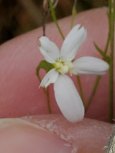 Chaetopappa effusa, photographed by Jo Roberts