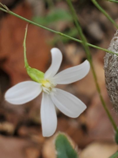 Chaetopappa effusa, photographed by Jo Roberts