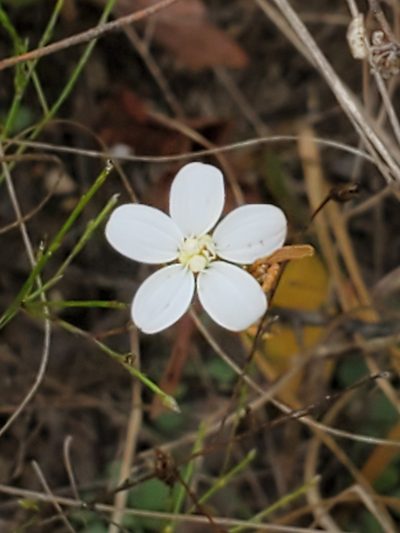 Chaetopappa effusa, photographed by Jo Roberts