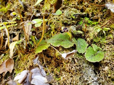 Corybas oblongus, photographed by rempson